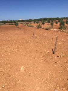 ALMENDROS DESTROZADOS LA UNIO 2