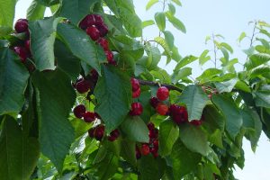 CEREZA DE ALICANTE 1
