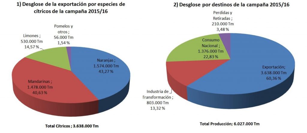 CITRICOS EXPORTACION 3