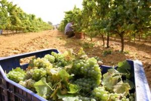 MARCO DE JEREZ UVA 1