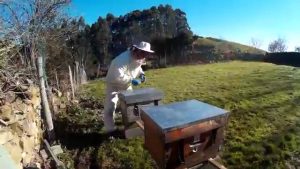 apicultura trashumante