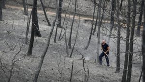 bosques aclarado incendio