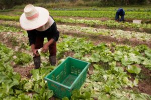 AGRICULTURA INTELIGENTE 2