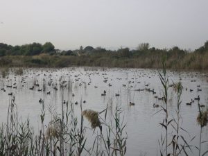 ALBUFERA DENUNCIA DESCENSO AGUA 2