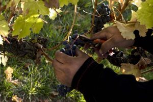 DO NAVARRA VENDIMIA 2