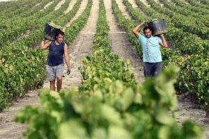 MARCO DE JEREZ VENDIMIA CALIDAD 2