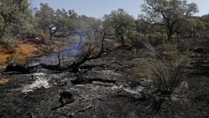 GANADERIA CASTILLO DE LAS GUARDAS INCENDIO GANAERIA 1