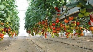 IMPORTACIONES MARRUECOS HORTALIZAS FEPEX 2