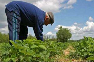 ENVEJECIMIENTO AGRICULTURA FENACORE 2
