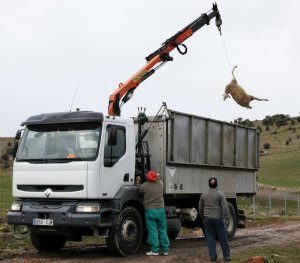 Un camión recoge una oveja muerta en una explotación ganadera de la localidad abulense de Maello. /FOTO: RAÚL HERNÁNDEZ.