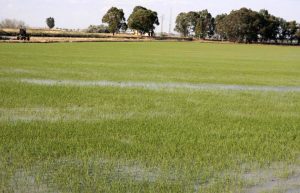 ARROZ ASAJA SEVILLA 3