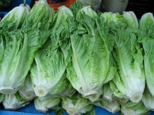 CALABACIN PRECIOS AGRICOLAS 2