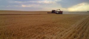 CEREALES ARGENTINOS 2