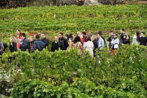 ruta do viño polo ribeiro viñobus ribadavia ouresne