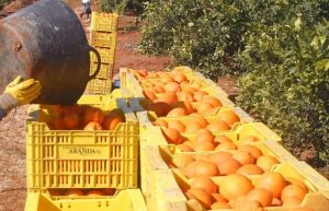 Los agricultores de la Costera temen perdidas en la cosecha de naranjas. 3-2-2006. Pepe Català