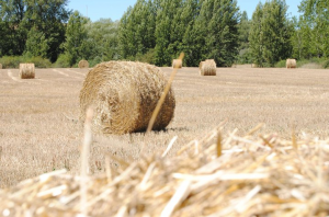 PAC LEON IMPAGOS UCCL 2