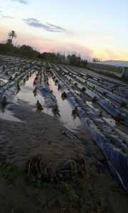 TEMPORAL LLUVIA ASAJA CADIZ 3