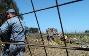 epa04703328 A Forestry official walks next to cut down Olive trees affected by the Xylella bacterium in Oria (Brindisi), in Puglia region, Italy, 13 April 2015. Italy chopped down the first Olive tree affected by the Xylella bacterium in Puglia, where an epidemic has prompted France to declare an embargo on Puglia products at risk of infection from the deadly pathogen. The tree was cut down in an area far from environmental activists who had so far prevented any felling. EPA/MAX FRIGIONE