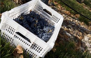 DO NAVARRA FIN VENDIMIA 2