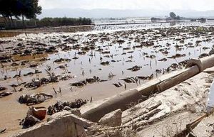 GRA113. LORCA (MURCIA), 01/10/2012.- Varios operarios limpian las acequias para evacuar el agua que inunda los campos tras las intensas lluvias del pasado 28 de septiembre. Las labores de limpieza y recuperación tras las intensas lluvias del pasado 28 de septiembre se centran hoy en la retirada de reses muertas en la diputación lorquina de El Campillo y otras aledañas. EFE/Juan Francisco Moreno