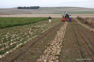 LA REMOLACHA MOVILIZACIONES UCCL 2