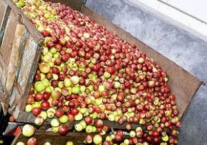 MANZANA SELECIONADA 2