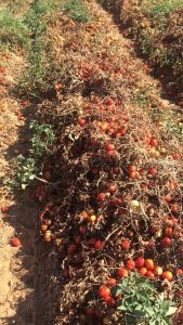 PAC TEJERINA SENADO 3