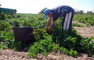 PRODUCCION AGRARIA 2