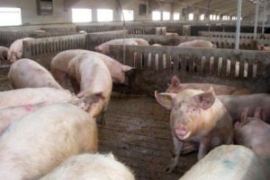 PURINES IMPUESTO JARC COAG 2