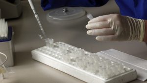 A woman works with human genetic material at a laboratory in Munich May 23, 2011. On May 25, 2011 the ethic commission of the German lower house of parliament (Bundestag) will discuss about alternative proposals for a new law on the use of preimplantation genetic diagnosis (PGD). Preimplantation genetic diagnosis (Praeimplantationsdiagnostik) is a technique used to identify genetic defects in embryos created through in vitro fertilization (IVF) before pregnancy, which is banned by German legislation. REUTERS/Michael Dalder (GERMANY - Tags: POLITICS HEALTH SOCIETY SCI TECH) - RTR2MSBE