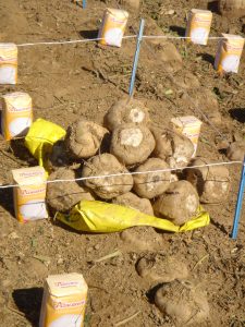 REMOLACHA LA RIOJA 2